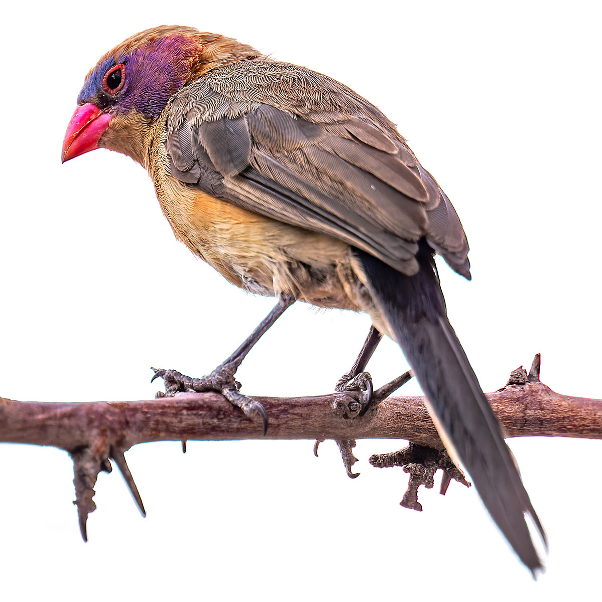 image Violet-eared Waxbill